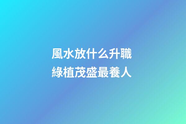 風水放什么升職 綠植茂盛最養人